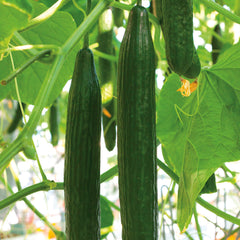 Poniente Cucumber