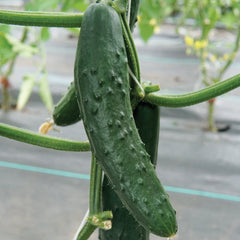 Paraiso Cucumber