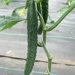 Dragon Suhyo Cross Cucumber