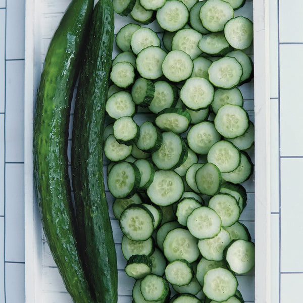 Dragon Suhyo Cross Cucumber