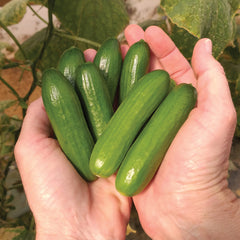 Mini-Me Cucumber