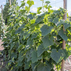 Goliath Cucumber