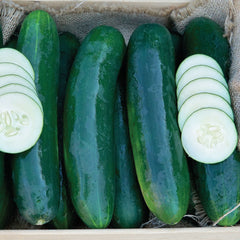 Goliath Cucumber