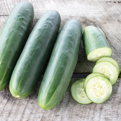 Goliath Cucumber