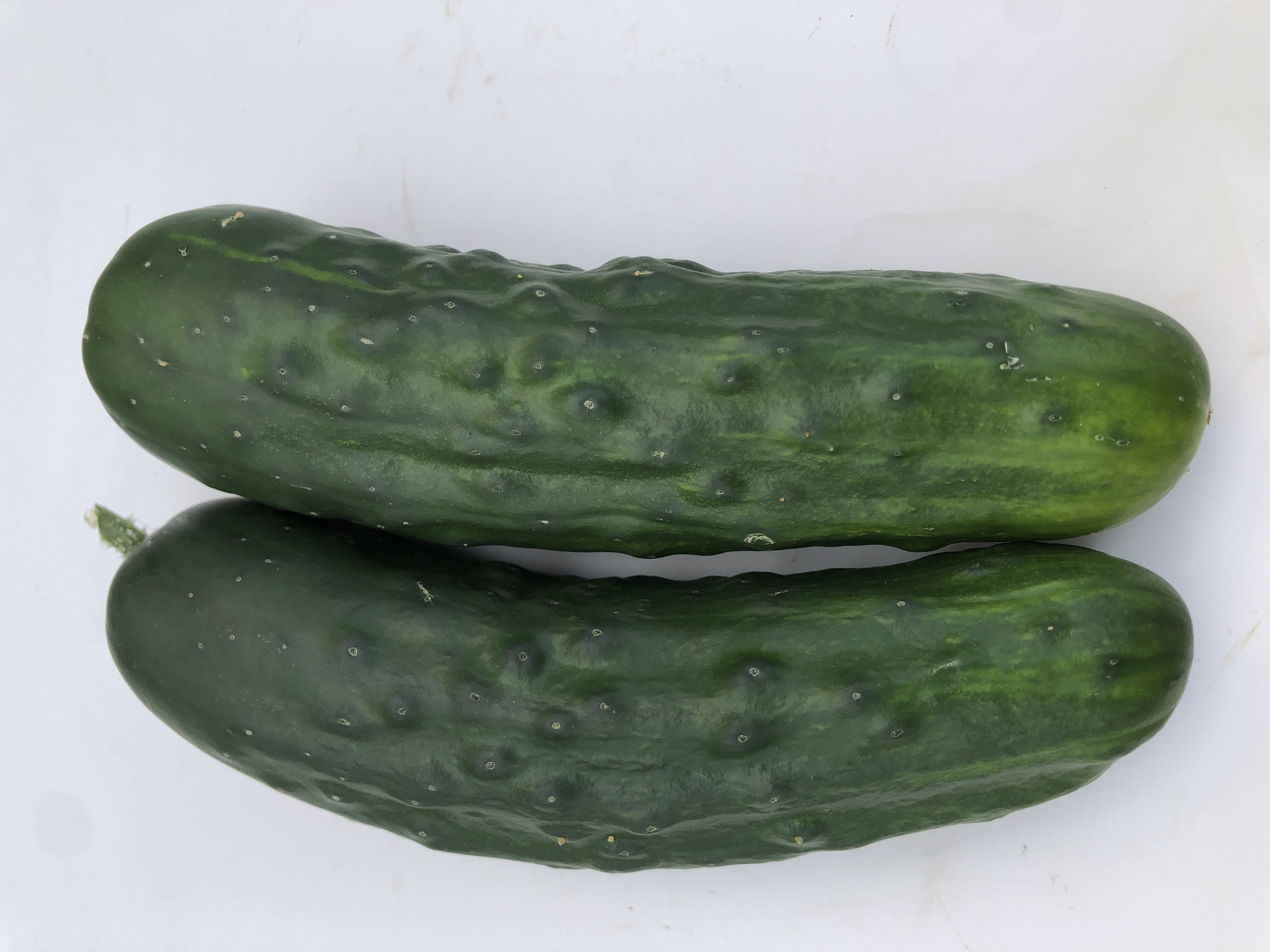 Marketmore 76 Organic
