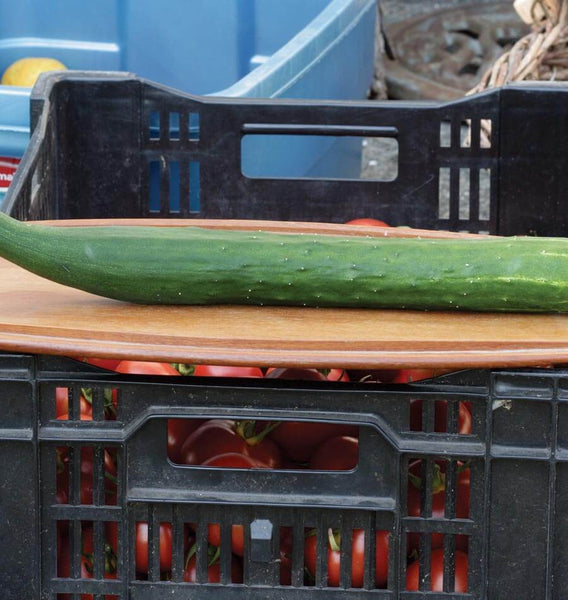Tasty Green F1