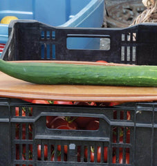 Tasty Green F1