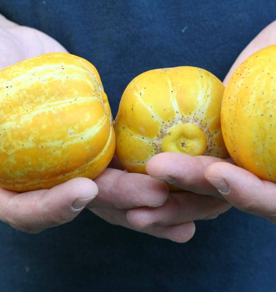 Lemon Cucumber