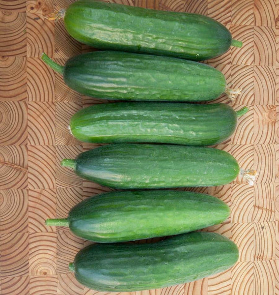 Picolino F1 Organic