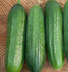 Picolino F1 Organic
