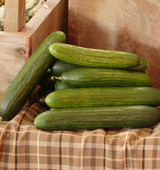 Picolino F1 Organic