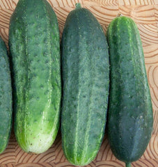 Excelsior F1 Organic