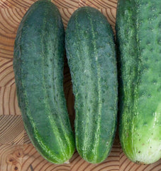 Excelsior F1 Organic