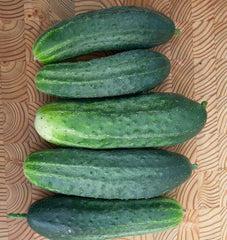 Excelsior F1 Organic