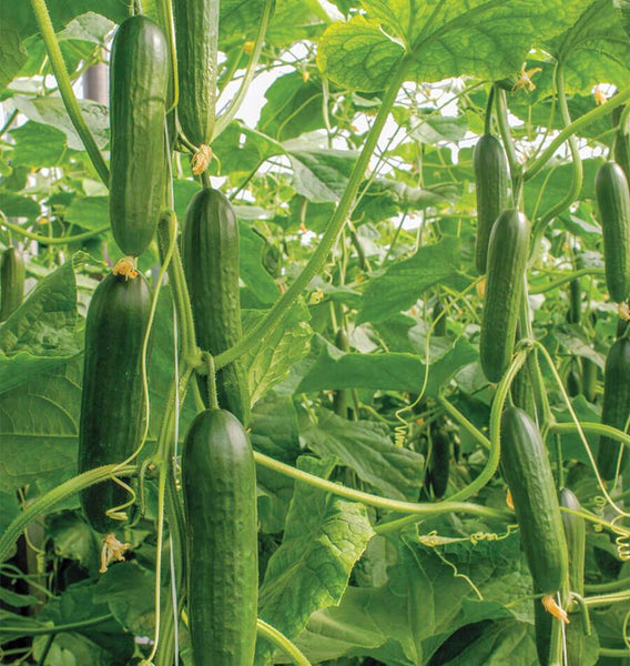 Socrates F1 Organic