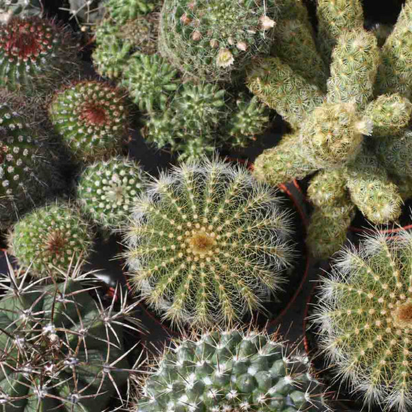 Cactus, Mixed Varieties Seeds, 300mg