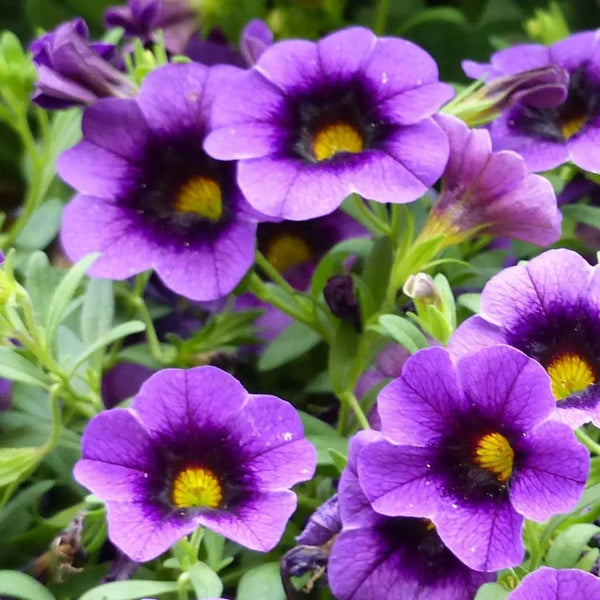 Heirloom Purple Calibrachoa Flower Seeds for Planting – Non-GMO, Vibrant Blooming Flower Seeds