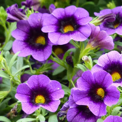 Heirloom Purple Calibrachoa Flower Seeds for Planting – Non-GMO, Vibrant Blooming Flower Seeds