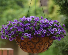 Calibrachoa Denim Imported Multi Pelleted – Heirloom, Non-GMO, High Germination Organic Garden Seeds