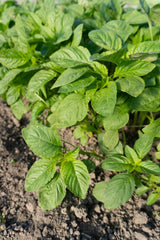Callaloo