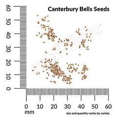 Canterbury Bells, Calycanthema Seeds, 300mg