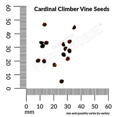 Cardinal Climber Vine Seeds, 1g