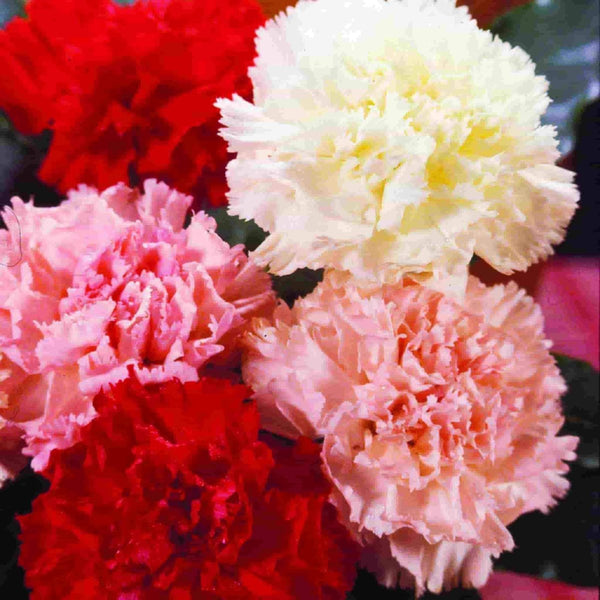 Carnation, Chabaud Giant Mixed Colors Seeds, 500mg