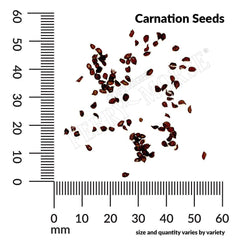 Carnation, Chabaud Giant Mixed Colors Seeds, 500mg