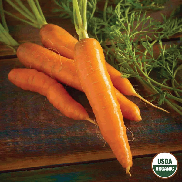 Carrot, Red Cored Chantenay Organic Seeds, 1.3g