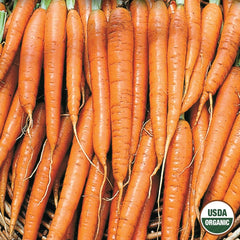 Carrot, Tendersweet Organic Seeds, 1.3g