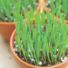 Catgrass Seeds, 2.6g