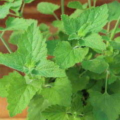 Catnip Seeds, 700mg