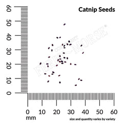 Catnip Seeds, 700mg