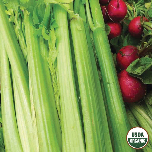 Celery, Tall Utah Organic Seeds, 400mg