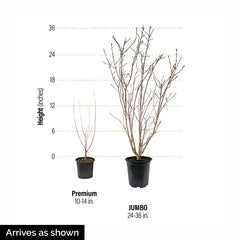 Wowza!® Cherry Bush