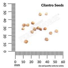 Cilantro, Coriander Organic Seeds, 1.8g