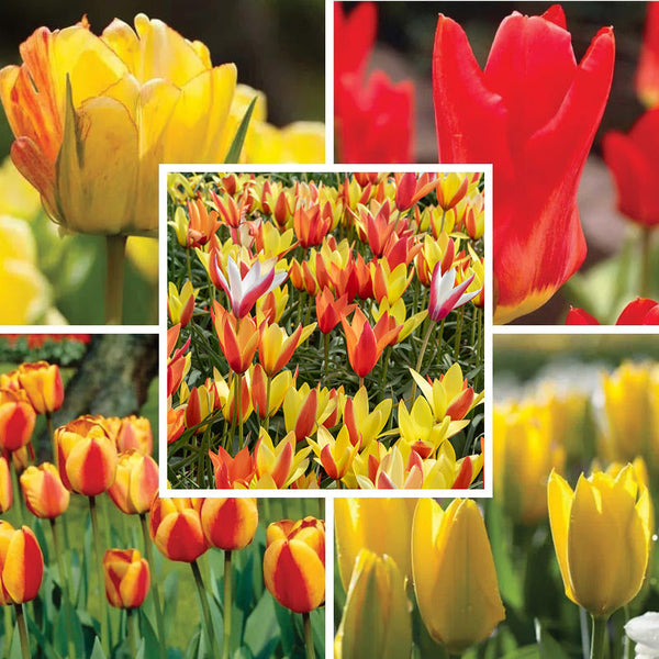 Circus Tent Tulip Collection