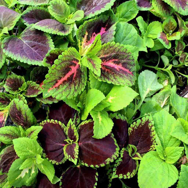 Coleus, Rainbow Mixed Colors Seeds, 200mg