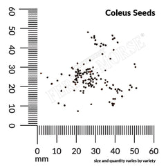 Coleus, Rainbow Mixed Colors Seeds, 200mg