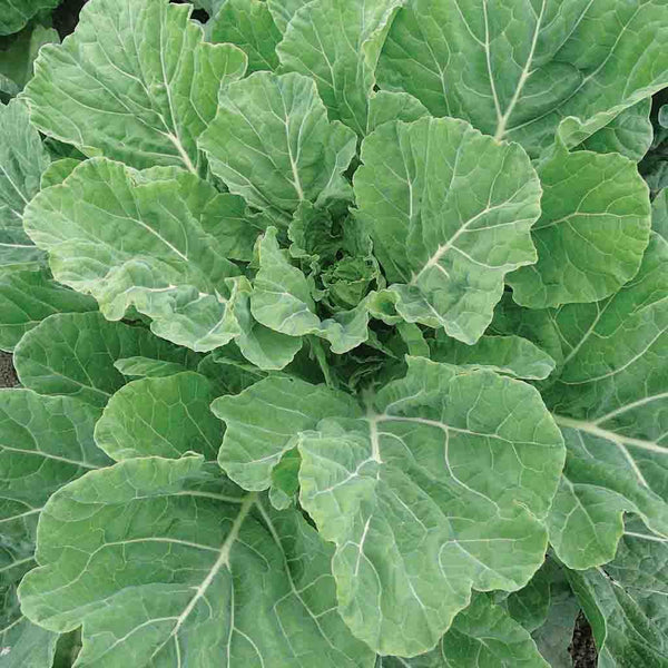Collards, Georgia Southern Seeds, 3g