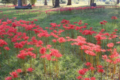 Red Lycoris Spider Lilies Bulbs Radiata Hurricane Lily Cluster Amayllis Growing Bonsai Roots Rhizomes Corms Tubers Potted Planting Reblooming Fragrant Garden Species Blooms Flower Seeds Plant Gardening