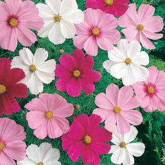 Cosmos, Dwarf Cutesy Mixed Colors Seeds, 500mg