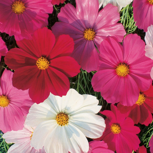 Cosmos, Sensation Mixed Colors Seeds, 1.3g