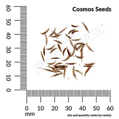 Cosmos, Dwarf Cutesy Mixed Colors Seeds, 500mg