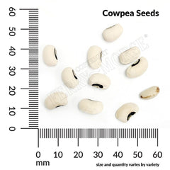 Cowpea, Pinkeye Purple Hull Seeds, 22.8g