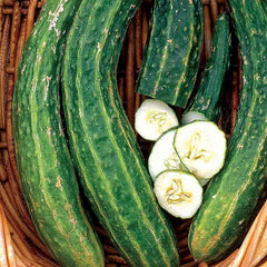 Cucumber, Armenian Metki White Seeds, 1.6g
