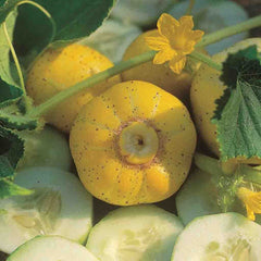 Cucumber, Lemon Seeds, 1.6g