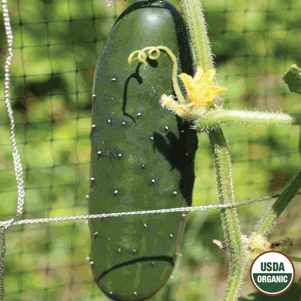 Cucumber, Marketmore Organic Seeds, 1.4g