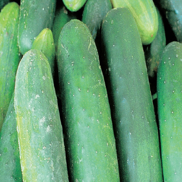 Cucumber, Muncher Organic Seeds, 1.4g