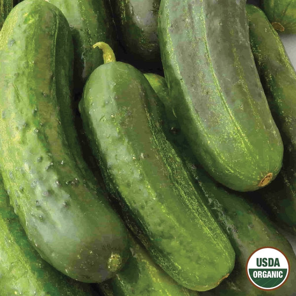Cucumber, National Pickling Organic Seeds, 1.4g
